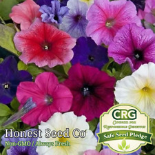 Dwarf petunia seeds for sale  Upland