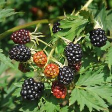 Blackberry plant thornless for sale  IPSWICH