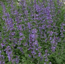Nepeta six hills for sale  CAMBERLEY