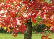 American sweetgum live for sale  Mcminnville