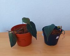Philodendron scandens micans gebraucht kaufen  Osterode