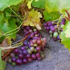 grape vine for sale  UK