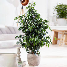 Weeping fig large for sale  UK