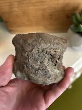 Dinosaur fossil vertebrae for sale  NEWPORT