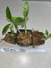 Rare ant plant for sale  Eustis