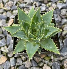 Aloe polyphylla succulent for sale  Encinitas
