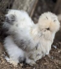 Buff paint silkie for sale  Wilmer