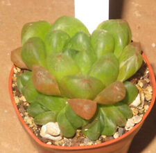 Haworthia obtuse marin for sale  Shipping to Ireland