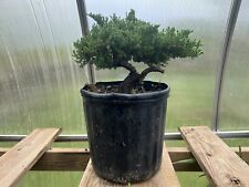 Japanese juniper pre for sale  Grove City