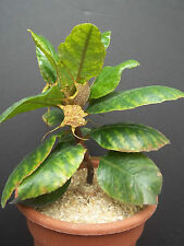 DORSTENIA CUSPIDATA rare caudex exotic africa caudiciform bonsai seed 10 SEEDS, used for sale  Shipping to South Africa