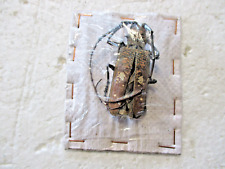 Entomologie cerambycidae batoc d'occasion  Cuise-la-Motte