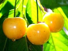 Süßkirsche paula kirschbaum gebraucht kaufen  Bösel