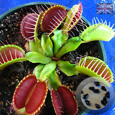DIONAEA MUSCIPULA, Trappola per mosche di Venere gigante, Pianta carnivora-10 Semi freschi e vitali usato  Spedire a Italy