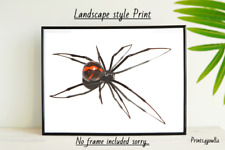 Black widow spider for sale  WOLVERHAMPTON