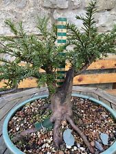 Yew bonsai material for sale  CLITHEROE