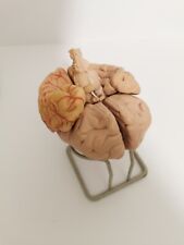 Vintage human brain for sale  FALKIRK