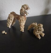 Basil matthews poodles for sale  NOTTINGHAM