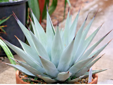 Rare agave parryi for sale  Miami