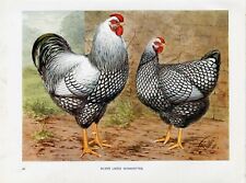 Poultry hens silver for sale  COLEFORD