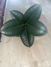 Rubber plant ficus for sale  CHATHAM
