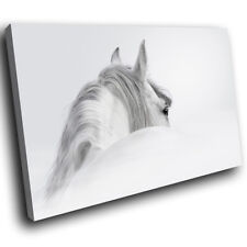 A719 white horse for sale  STRABANE