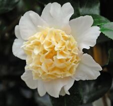 Camellia jap. brushfields for sale  IPSWICH