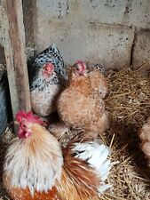 6 Millefleur Pekin Hatching eggs for sale  CHARD