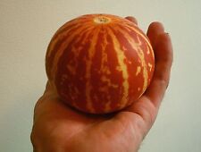 Melone tascabile queen usato  Spedire a Italy