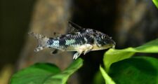 Peppered cory corydoras for sale  LONDON