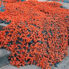 Usado, 300 sementes de agrião laranja rocha tomilho rastejante timo serpyllum orgânico comprar usado  Enviando para Brazil