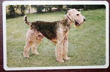 Airedale terrier australian for sale  Shipping to Ireland