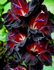 Gladiolus black sea for sale  Ladson