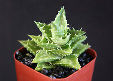 Aloe juvenna exotic for sale  Miami