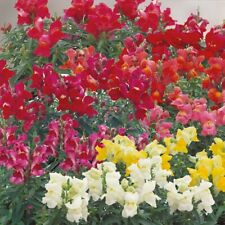 Mini plugs antirrhinum for sale  SPILSBY