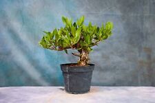 japanese boxwood bonsai tree for sale  North Fort Myers