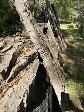 cottonwood bark for sale  Bismarck