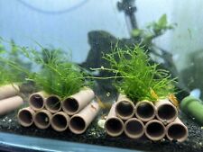 Shrimp tubes covered for sale  SUNDERLAND