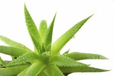 Aloe Vera-Medicinal Aloe Vera -10 X Semillas crece tu propia planta suculenta segunda mano  Embacar hacia Spain