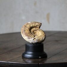 Antique fossilised perisphinct for sale  SHEFFIELD