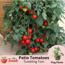 Tumbling tom tomato for sale  BEDFORD