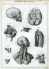 Anatomia umana angiologia usato  Salerno
