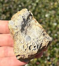 Alabama fossil coral for sale  Coppell