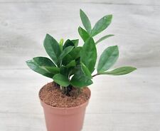Zamioculcas zamiifolia plant for sale  Reseda