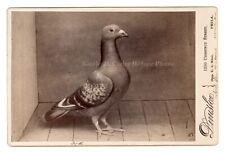 19thc carrier pigeon for sale  Irwin