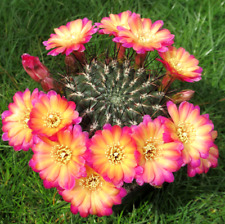 Usado, Cactus híbridos Aloe Sulcorebutia Hybride MB 1 Kaktus Kakteen Mammillaria cacti segunda mano  Embacar hacia Spain