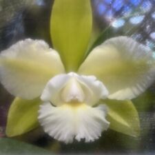 Orchid plant epc for sale  Honolulu