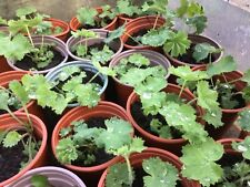 Alchemilla mollis plants for sale  KNUTSFORD