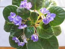 Picasso african violet for sale  Walton