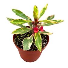 Variegated crown thorns for sale  Apopka