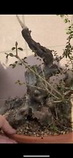 Olivastro bonsai spettacolare usato  Italia
